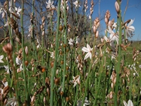 Alcantara Calatabiano